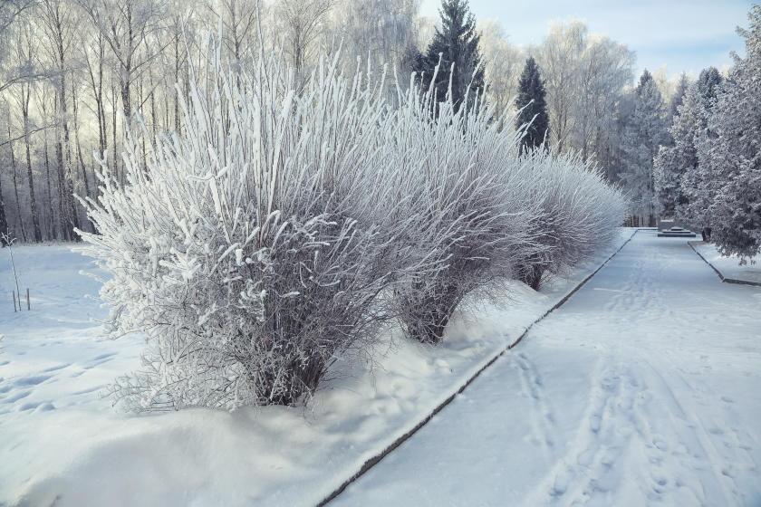 bushes street covered snow 840x560 75