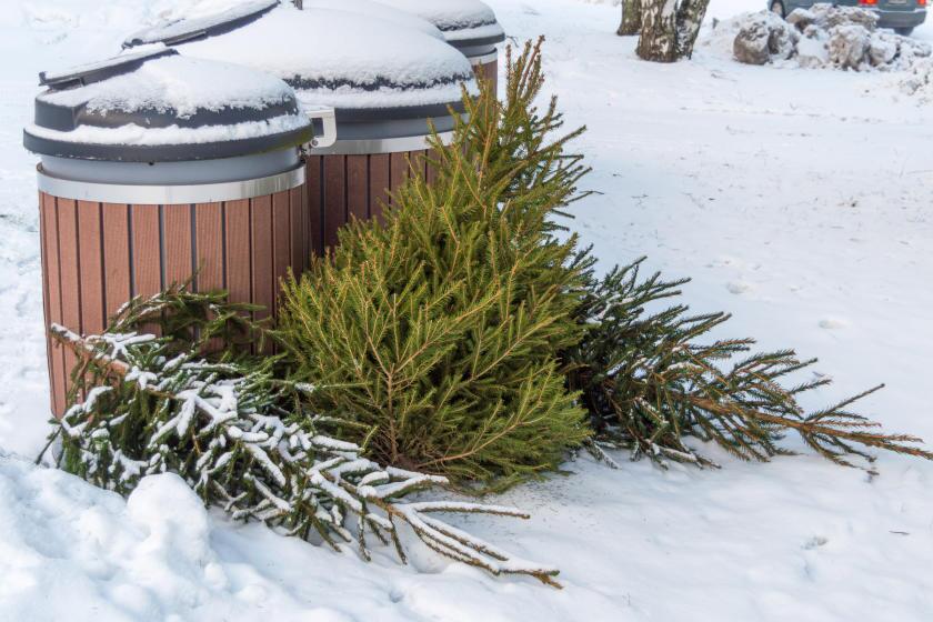 old christmas trees trash 840x560 75